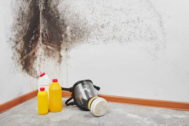 Best Mold Remediation  in Ogdensburg, NY