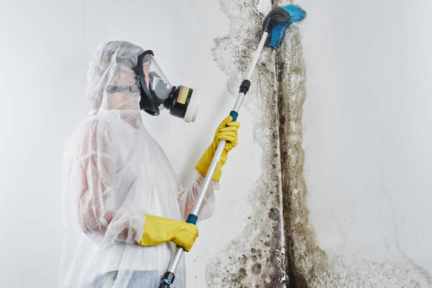 Best Crawl Space Mold Removal  in Ogdensburg, NY