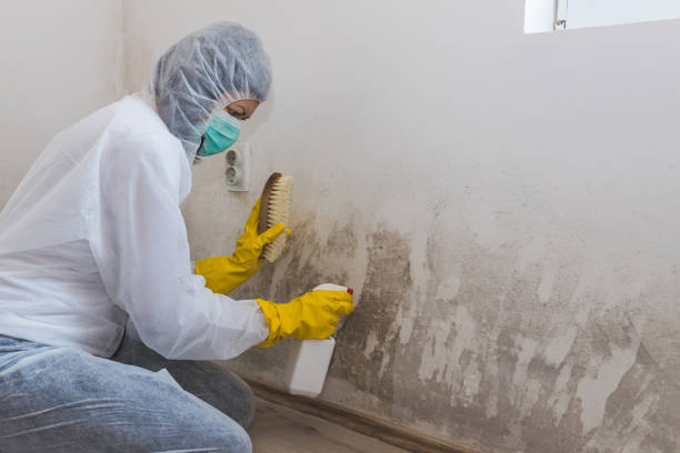 Best Commercial Mold Removal  in Ogdensburg, NY