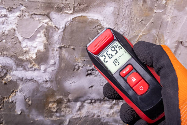 Best Toxic Mold Removal  in Ogdensburg, NY