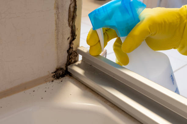 Best Mold Inspection  in Ogdensburg, NY