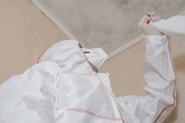 Mold Testing and Removal in Ogdensburg, NY