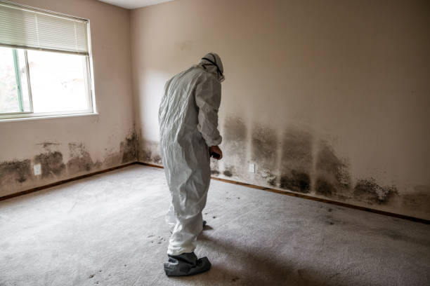 Best Best Mold Removal Companies  in Ogdensburg, NY