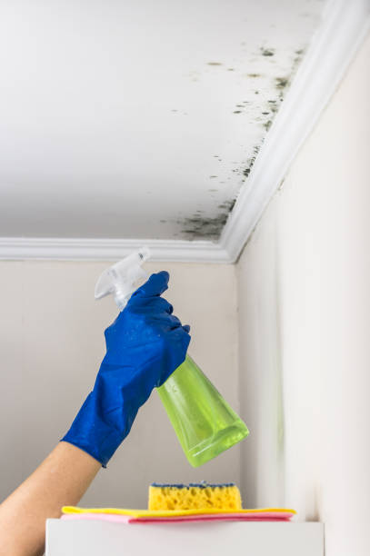 Best Mold Testing and Removal  in Ogdensburg, NY
