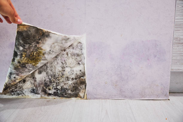  Ogdensburg, NY Mold Removal Pros